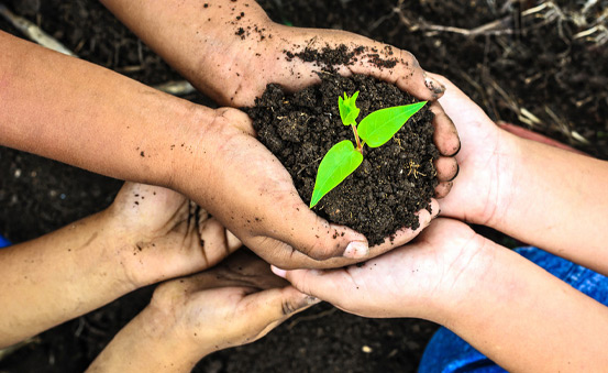 Bäume pflanzen: PLANT-MY-TREE® und FRUITFUL OFFICE